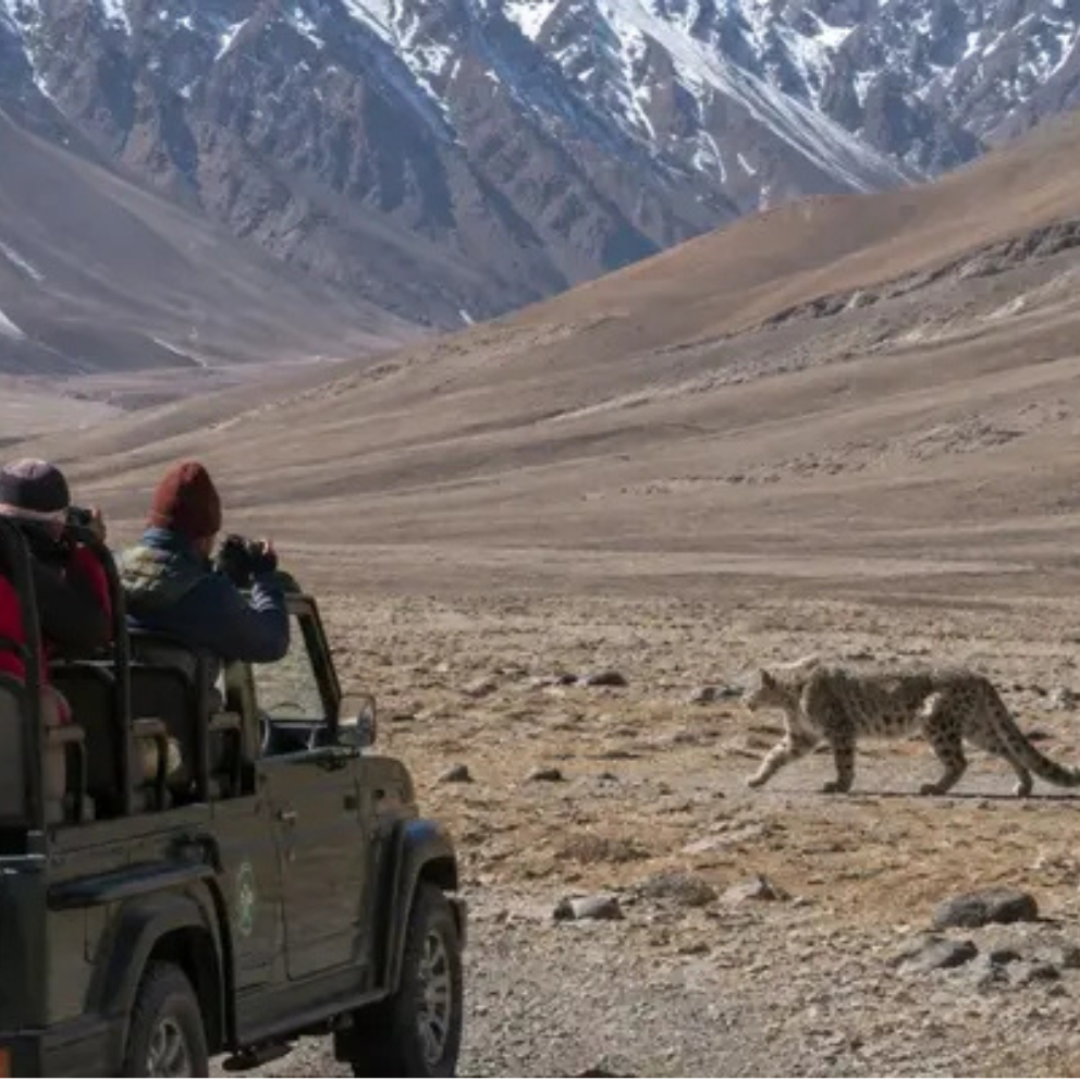 Wildlife Safari